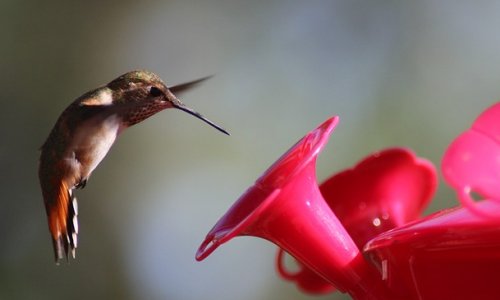 Hummingbird SEO